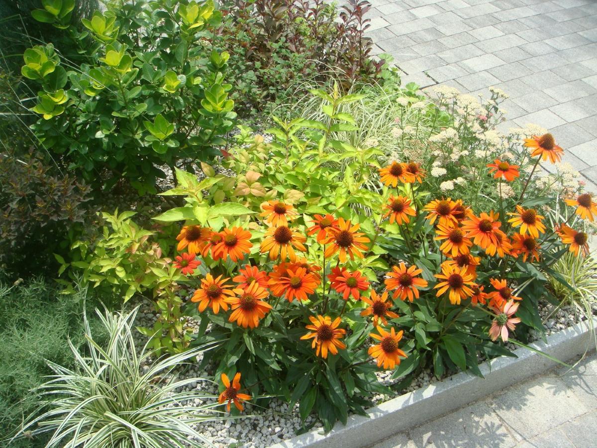Staudenbeet mit orangefarbenem Sonnenhut