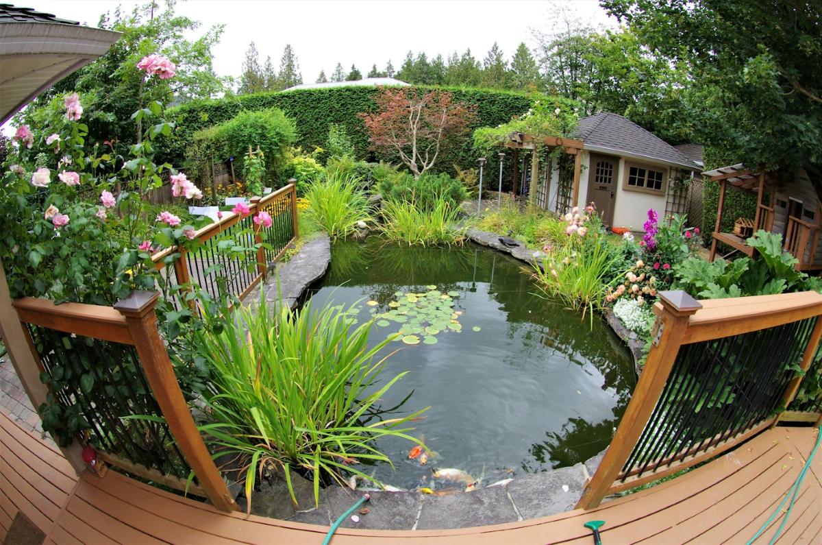 Gartenteich mit Seerosen und Uferpflanzen
